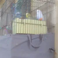 دوعدد مرغ عشق نر ماده به شرط تخم جوجه با قفس|پرنده|بجنورد, |دیوار