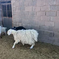 بره نر وماده شیرازی