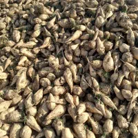 غذای بره میش گاو گوساله|لوازم جانبی حیوانات|بشاریات, |دیوار