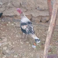 بوقلمون درجه یک