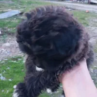 سگ پاکوتاه|سگ|رودسر, |دیوار