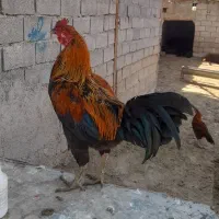 خروس زیبا|حیوانات مزرعه|خنداب, |دیوار