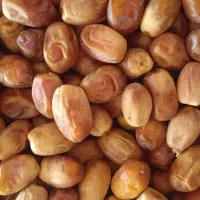 قسب ،خرمای زاهدی