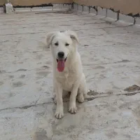 سگ بازیگوش|سگ|رباط‌کریم, رباط‌کریم|دیوار