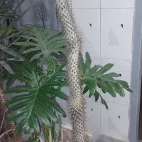 نخل ماداگاسکار بدون گلدان ۹۵ سانت و ۱/۱۵ سانت