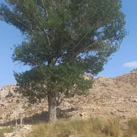 درخت سپیدار