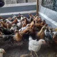 جوجه مرغ و خروس گلپایگان محلی گوشتی تخمگذار