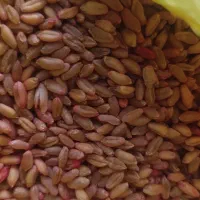 1تن و500کیلو گندم دروم دهدشت