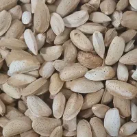 بادام مامایی