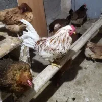 خروس محلی یک سال