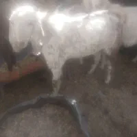 با سلام دو عدد گوسفند نر و چاق