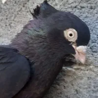 کفتر قیل سرخ کاشونی|پرنده|شهرضا, |دیوار