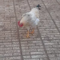 مرغ و خروس|حیوانات مزرعه|نجفآباد, یزدانشهر|دیوار