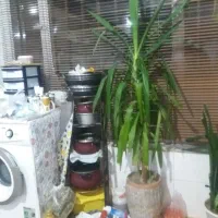 گل و گیاه|گل و گیاه طبیعی|تربتحیدریه, دیزقند|دیوار