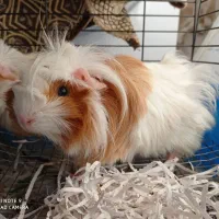 خوکچه هندی|موش و خرگوش|ارومیه, |دیوار