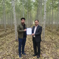 خرید مستقیم نهال صنوبر با تضمین کیفیت|خدمات باغبانی و درختکاری|ارومیه, |دیوار