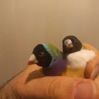 دوجفت فنچ گلدین کارداده آماده