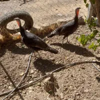 فروش دو عدد بوقلمون