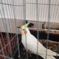 عروس هلندی کاملا دستی و آواز خوان