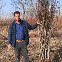 نهال هلو زردآلو بادام آذر پنجاه پسته آلوچه گردو|گل و گیاه طبیعی|تبریز, |دیوار