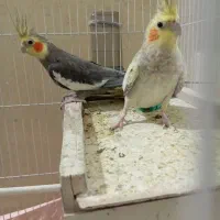 عروس هلندی|پرنده|میناب, |دیوار