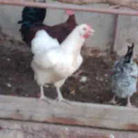 مرغ