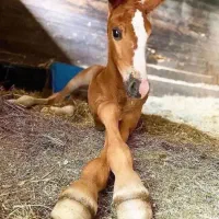 کره نریون عرب خالص