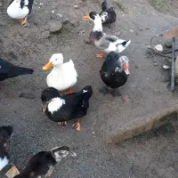 اردک محلی واسراییلی ماده|حیوانات مزرعه|نوشهر, |دیوار