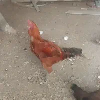 مرغ خروس لاری|حیوانات مزرعه|مشهد, شهید بصیر|دیوار