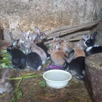 خرگوش|موش و خرگوش|مریوان, |دیوار