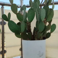 کاکتوس های زیبا خونگی حراج دونه ای 40|گل و گیاه طبیعی|ایذه, |دیوار