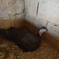 بوقلمون محلی کرچ