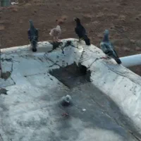 4 عدد کفتر  سوسکی و قوری و پولکی و زاغ|پرنده|بیرجند, |دیوار