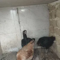 مرغ لاری و مرغ محلی|حیوانات مزرعه|رباطکریم, رباطکریم|دیوار