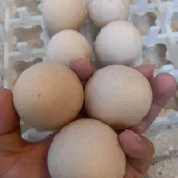 دستگاه جوجه کشی