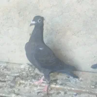 کبوتر پلاکی|پرنده|ارم, |دیوار