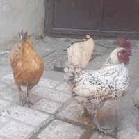 1جفت مرغ خروس سیبرایت