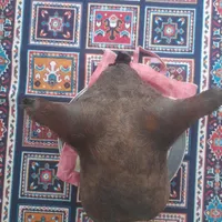 هیزه نو وزیبا|ظروف نگهدارنده، پلاستیکی، یک‌بارمصرف|کوهدشت, |دیوار