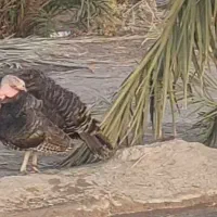 فروش بوقلمون نر|حیوانات مزرعه|ایرانشهر, |دیوار