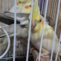 عروس هلندی 2 ماهه|پرنده|طاهرگوراب, |دیوار