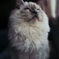 گربه آرام