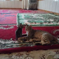 واگذاری گربه
