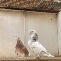 کبوتر پرشی دهن جور