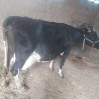 گوساله نر سینمینتال