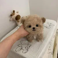 سگ ما لتیپودل