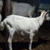 فروش بزسانن 5کیلوشیرضمانتی وتکه کل 60میلیون|حیوانات مزرعه|شهمیرزاد, |دیوار