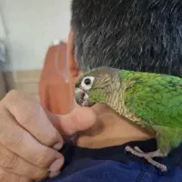 طوطی گرینچیک گم شده