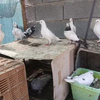 ده عدد کبوتر یک جا باهم بفروش می‌رسد
