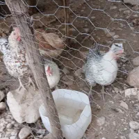 مرغ|حیوانات مزرعه|بهبهان, |دیوار