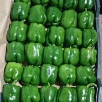 کار بسته بندی صیفی جات